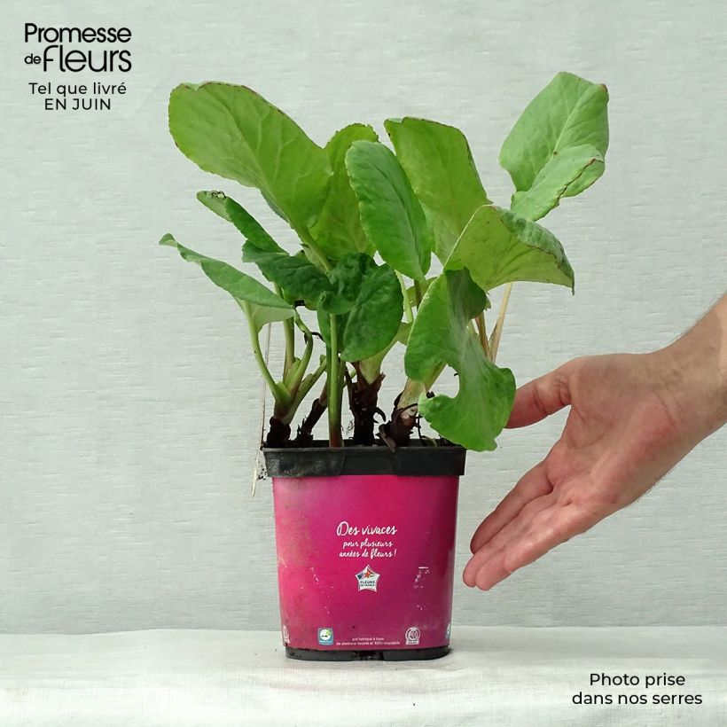 Exemplar von Bergenia Abendglut - Bergenie Topf mit 2L/3L wie im Sommer geliefert