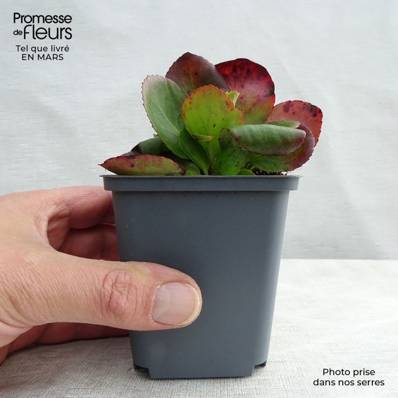 Exemplar von Bergenia Baby Doll - Bergenie Kleine Töpfe von 8/9 cm wie im Winter geliefert