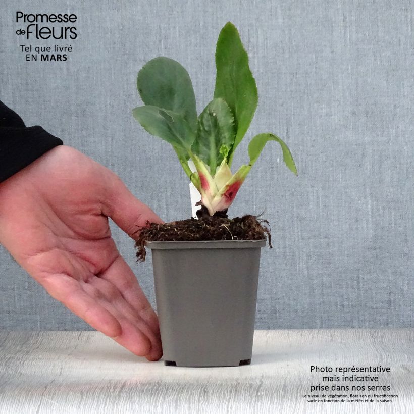 Exemplar von Bergenia stracheyi Ice Queen - Bergenie Kleine Töpfe von 8/9 cm wie im Frühjahr geliefert