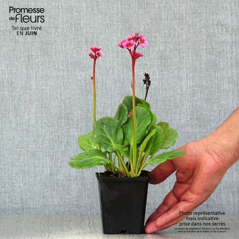 Exemplar von Bergenia cordifolia Morgenrote - Bergenie Kleine Töpfe von 8/9 cm wie im Sommer geliefert