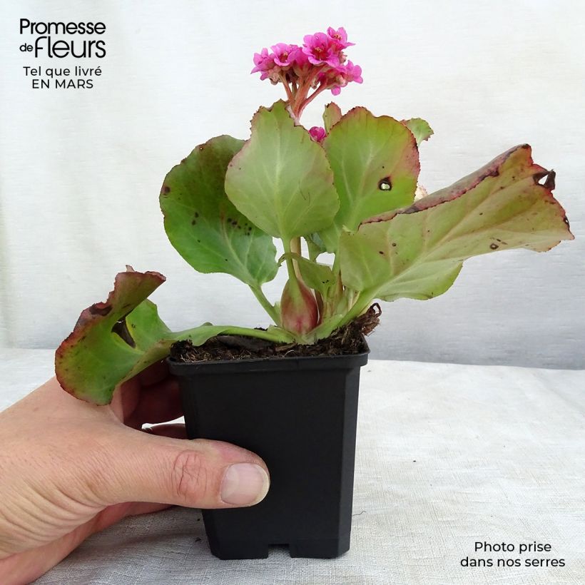 Exemplar von Bergenia cordifolia Morgenrote - Bergenie Kleine Töpfe von 8/9 cm wie im Winter geliefert