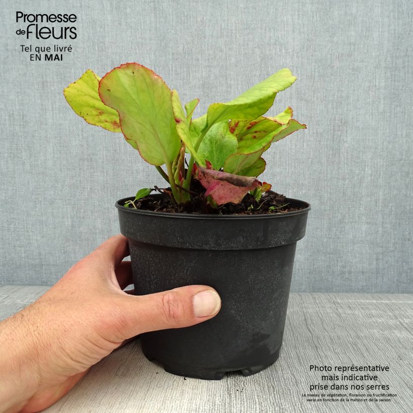 Exemplar von Bergenia cordifolia Morgenrote - Bergenie Topf mit 2L/3L wie im Frühjahr geliefert