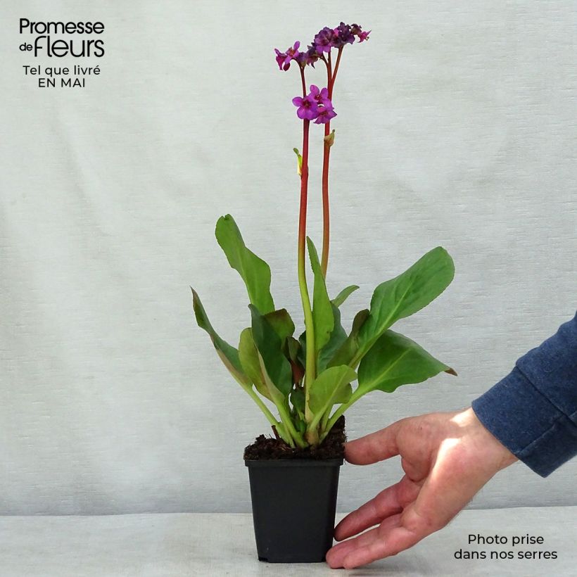 Exemplar von Bergenia Ouvertüre - Bergenie Kleine Töpfe von 8/9 cm wie im Frühjahr geliefert