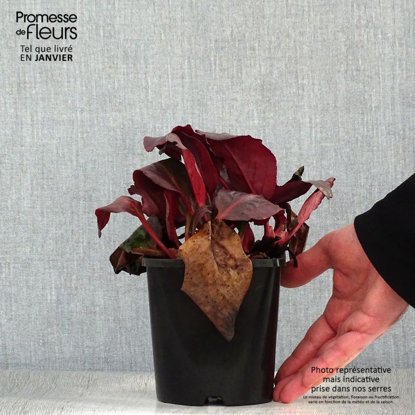 Exemplar von Bergenia Ouvertüre - Bergenie Topf mit 1,5L/2L wie im Winter geliefert