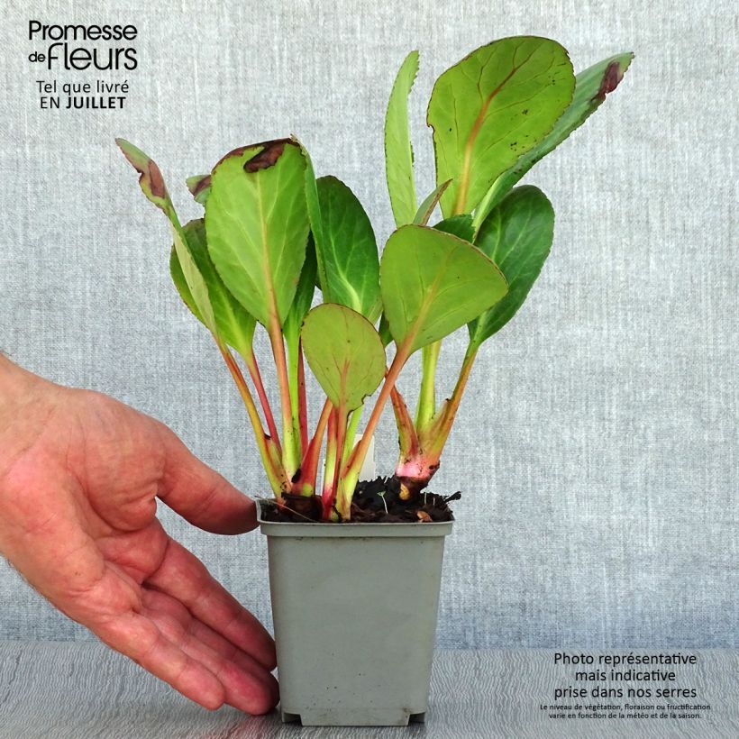 Exemplar von Bergenia Pink Dragonfly - Bergenie Kleine Töpfe von 8/9 cm wie im Sommer geliefert