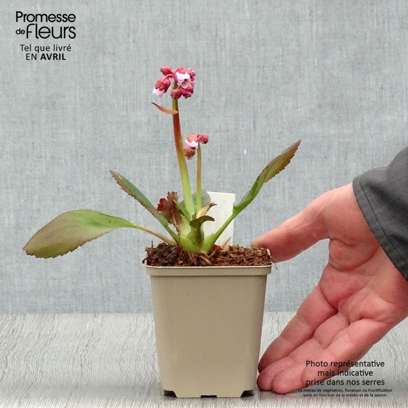 Exemplar von Bergenia Spring Fling - Bergenie Kleine Töpfe von 8/9 cm wie im Frühjahr geliefert