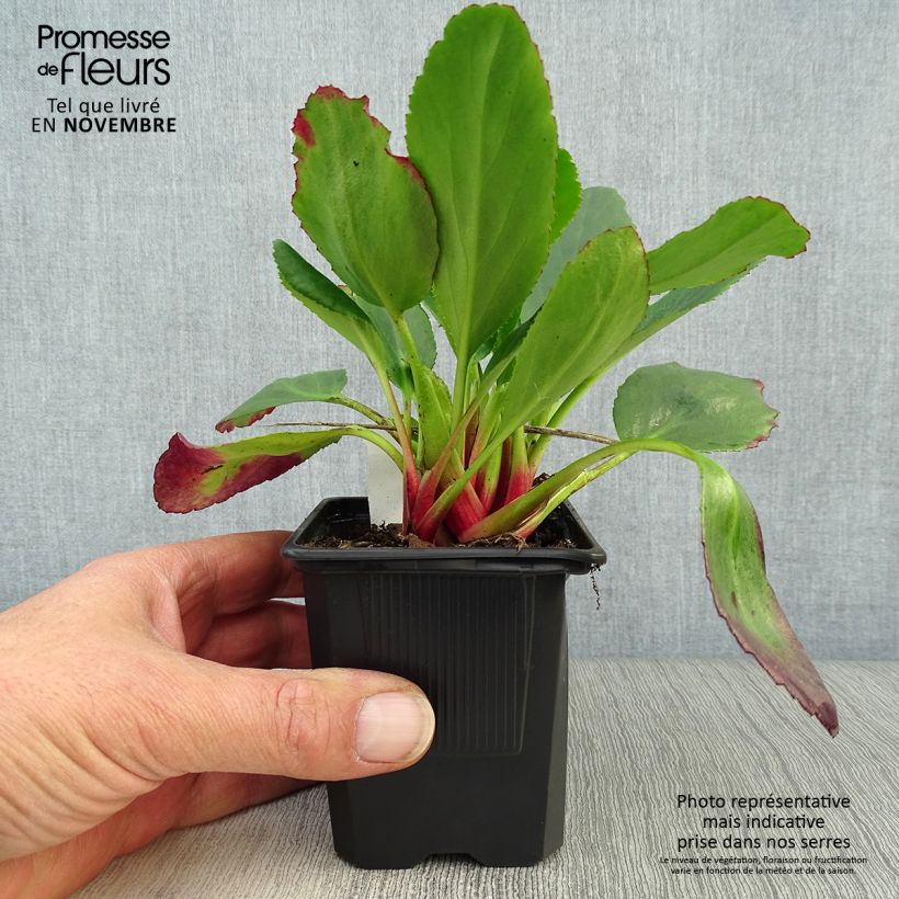 Exemplar von Bergenia Spring Fling - Bergenie Kleine Töpfe von 8/9 cm wie im Herbst geliefert