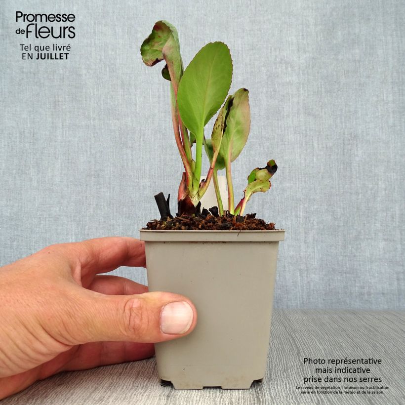 Exemplar von Bergenia Winterglut - Bergenie Kleine Töpfe von 8/9 cm wie im Sommer geliefert