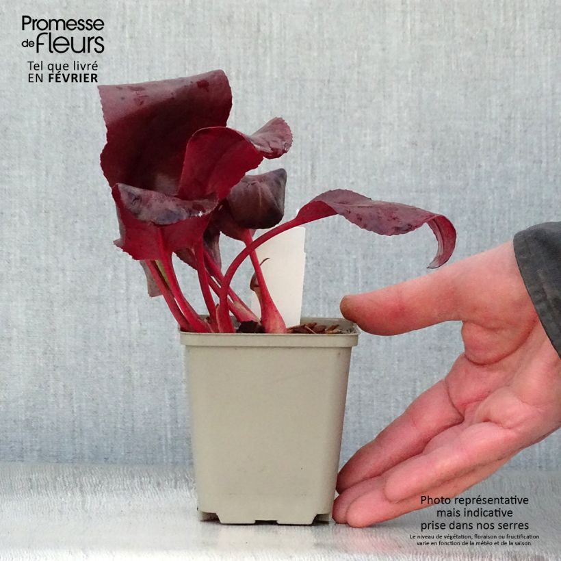 Exemplar von Bergenia Winterglut - Bergenie Kleine Töpfe von 8/9 cm wie im Winter geliefert