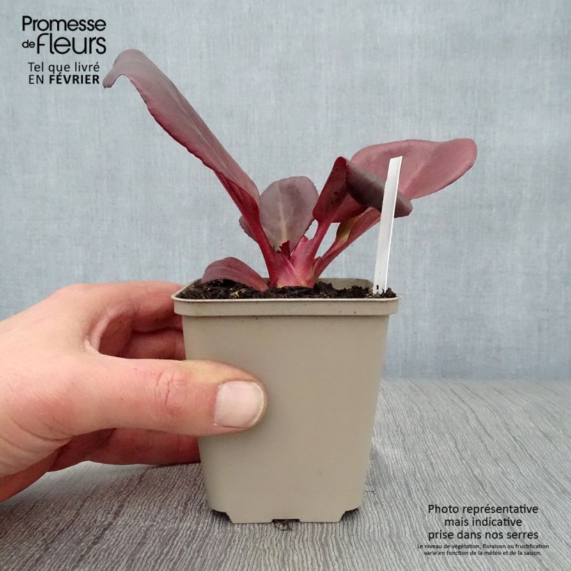 Exemplar von Bergenia Wintermarchen - Bergenie Kleine Töpfe von 8/9 cm wie im Winter geliefert