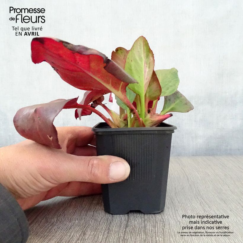 Exemplar von Bergenia cordifolia Eroïca - Bergenie Kleine Töpfe von 8/9 cm wie im Frühjahr geliefert