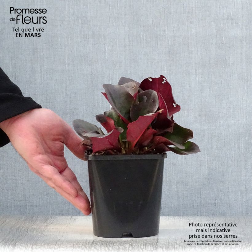 Exemplar von Bergenia cordifolia Eroïca - Bergenie Topf mit 1,5L/2L wie im Frühjahr geliefert