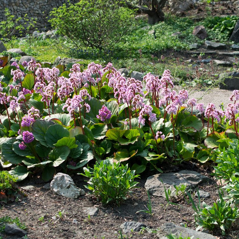 Bergenia cordifolia - Bergenie (Hafen)