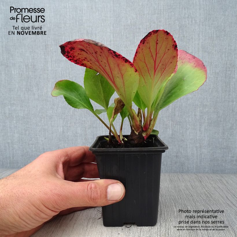 Exemplar von Bergenia cordifolia - Bergenie Kleine Töpfe von 7/8 cm wie im Herbst geliefert