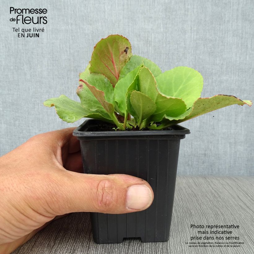 Exemplar von Bergenia cordifolia - Bergenie Kleine Töpfe von 7/8 cm wie im Sommer geliefert