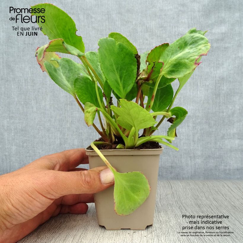 Exemplar von Bergenia Harzkristall - Bergenie Kleine Töpfe von 8/9 cm wie im Sommer geliefert