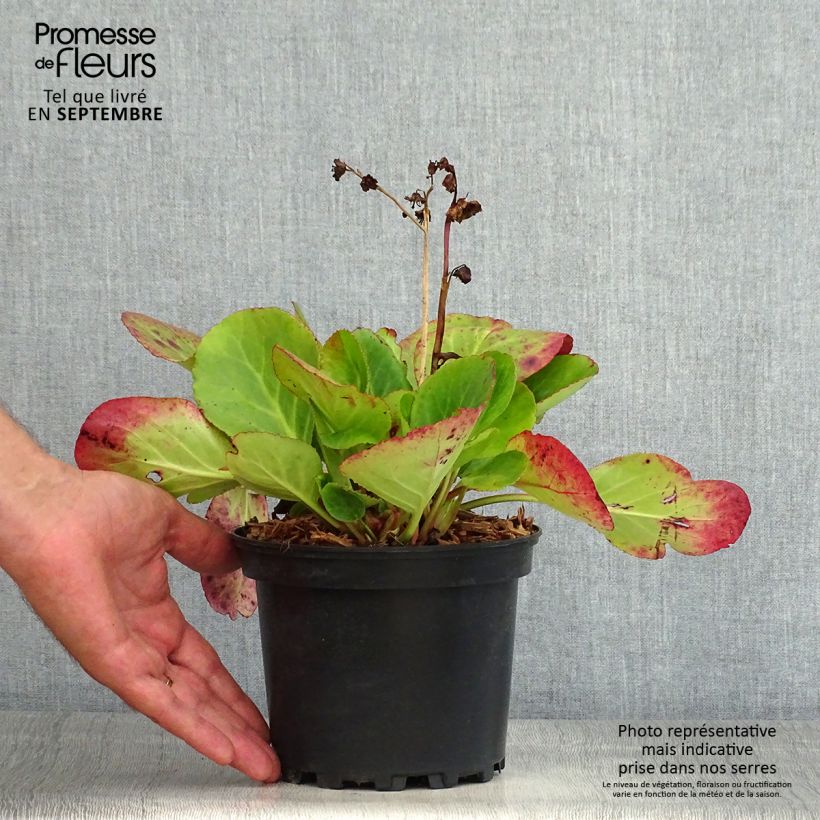 Exemplar von Bergenia Harzkristall - Bergenie Topf mit 2L/3L wie im Sommer geliefert