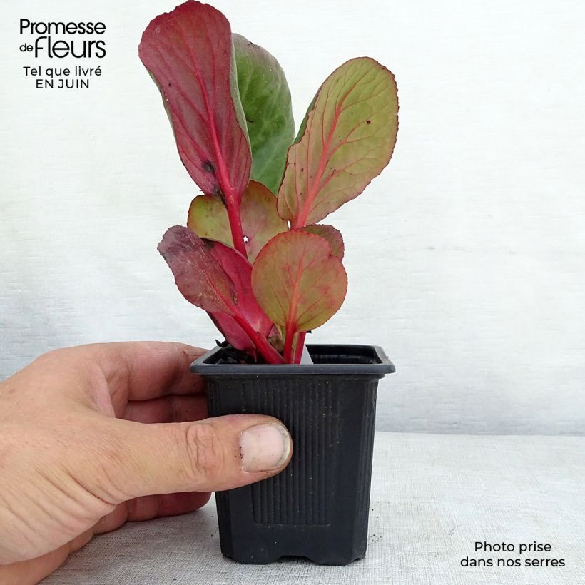 Exemplar von Bergenia purpurascens - Bergenie Kleine Töpfe von 8/9 cm wie im Sommer geliefert