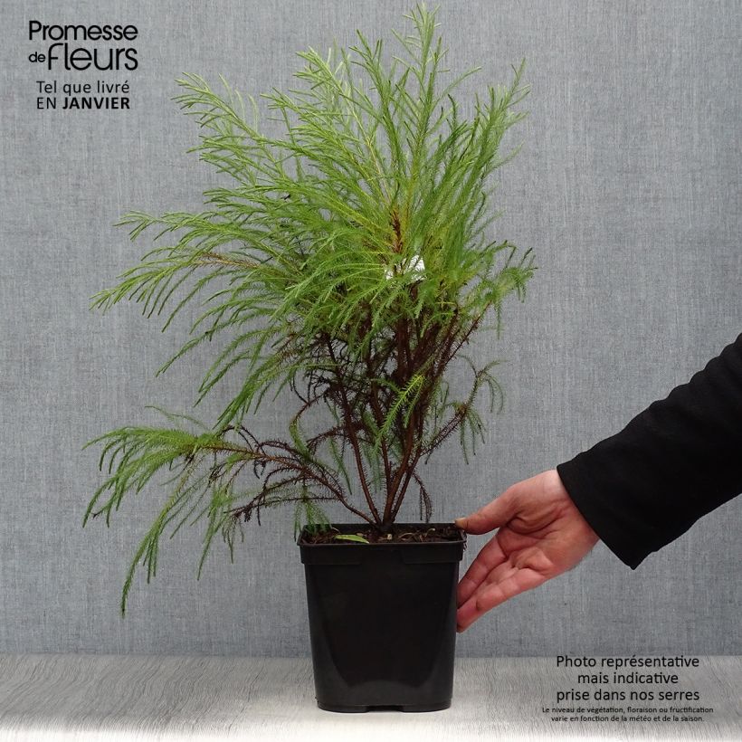 Exemplar von Berzelia intermedia Topf mit 4L/5L wie im Winter geliefert