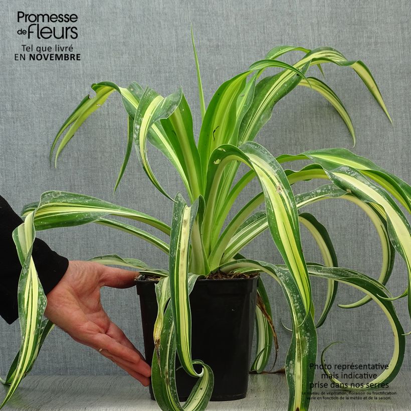 Exemplar von Beschorneria yuccoides Flamingo Glow - Beschornerie Topf mit 3L/4L wie im Herbst geliefert