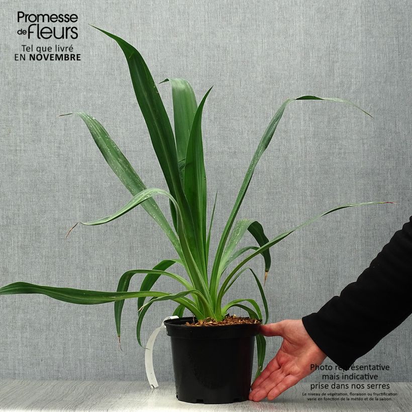 Exemplar von Beschorneria yuccoides - Beschornerie Topf mit 2L/3L wie im Herbst geliefert