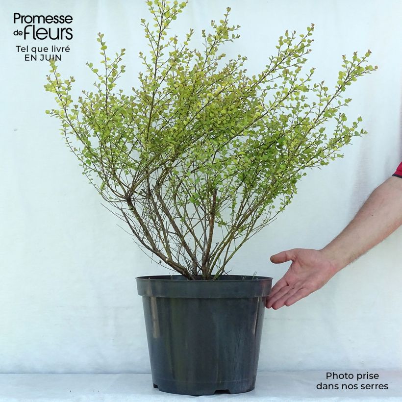 Exemplar von Betula nana Golden Treasure - Zwerg-Birke Topf mit 7,5L/10L wie im Sommer geliefert