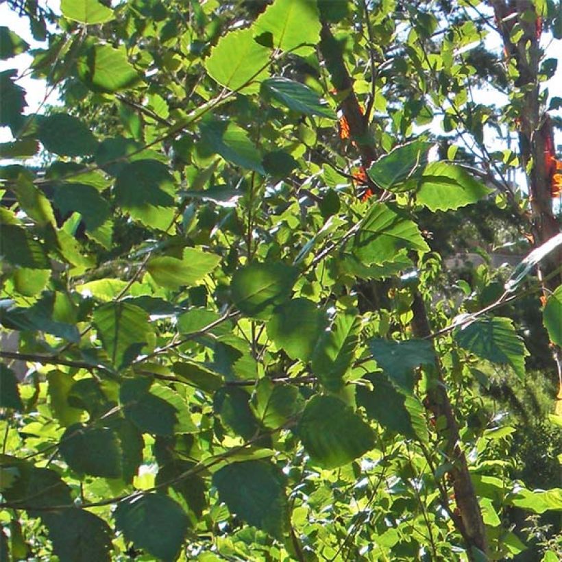 Betula nigra Heritage - Schwarz-Birke (Laub)