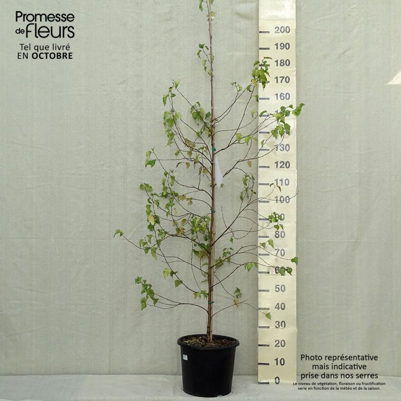 Exemplar von Betula pendula Golden Cloud - Hänge-Birke Topf mit 12L/15L wie im Herbst geliefert