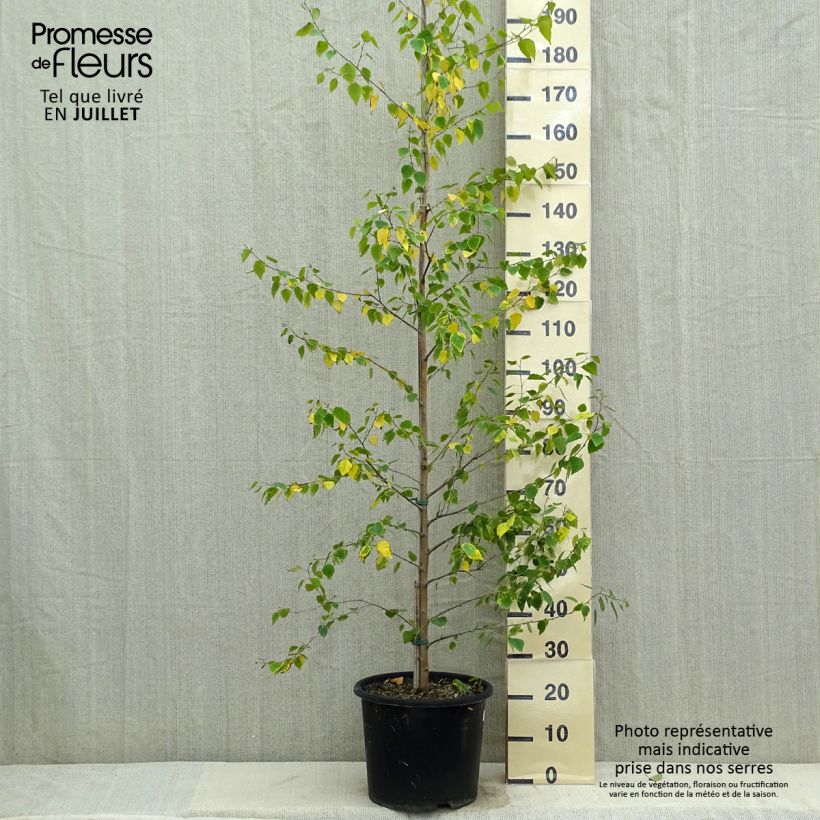 Exemplar von Betula pendula Golden Cloud - Hänge-Birke Topf mit 12L/15L, Stämmchen wie im Sommer geliefert