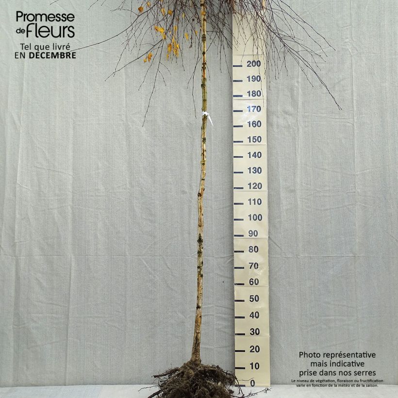 Exemplar von Betula pendula Youngii - Hänge-Birke Wurzelnackt wie im Winter geliefert