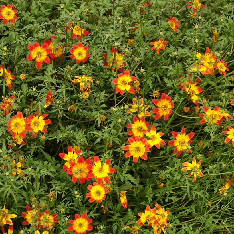 Bidens Beedance Painted Red - Zweizahn (Wuchs)