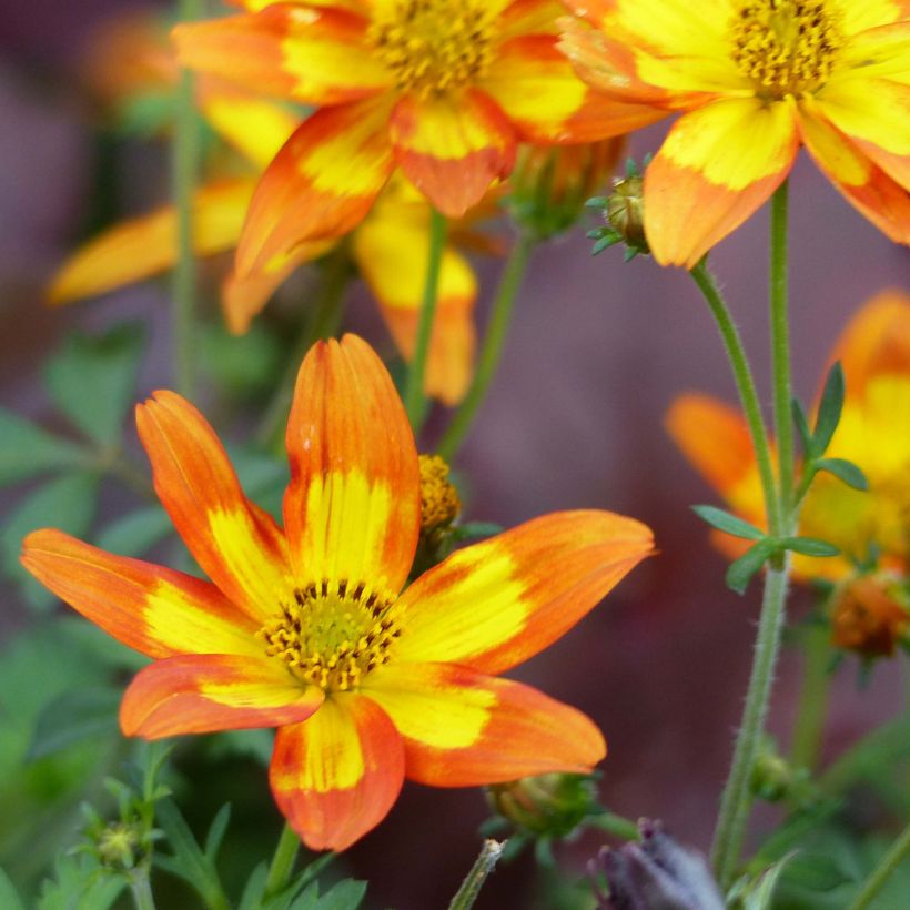 Bidens Campfire Funny Honey - Zweizahn (Blüte)