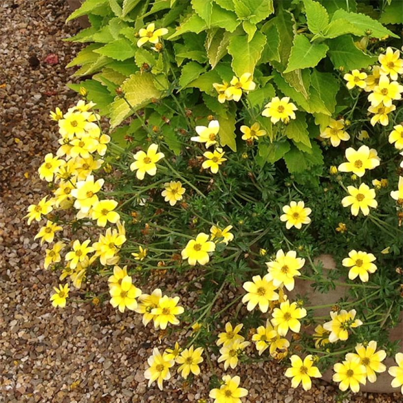 Bidens ferulifolia Lemon Moon - Zweizahn (Hafen)
