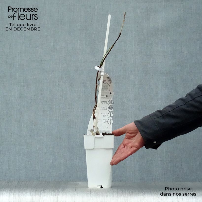 Exemplar von Campsis tagliabuana Summer Jazz Fire - Große Klettertrompete Topf mit 2L/3L wie im Winter geliefert