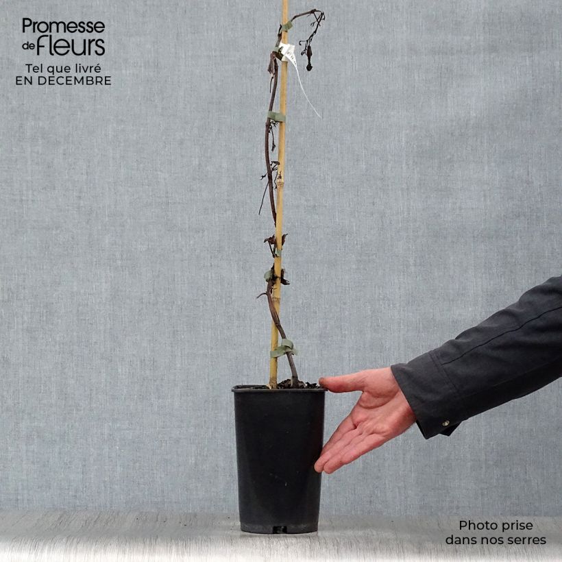 Exemplar von Campsis tagliabuana Summer Jazz Gold - Große Klettertrompete Topf mit 2L/3L wie im Winter geliefert