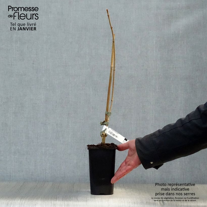 Exemplar von Campsis tagliabuana Madame Galen - Große Klettertrompete Topf mit 1L/1,5L wie im Winter geliefert