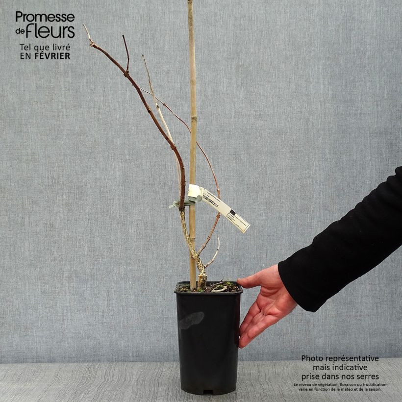 Exemplar von Campsis tagliabuana Madame Galen - Große Klettertrompete Topf mit 2L/3L wie im Winter geliefert