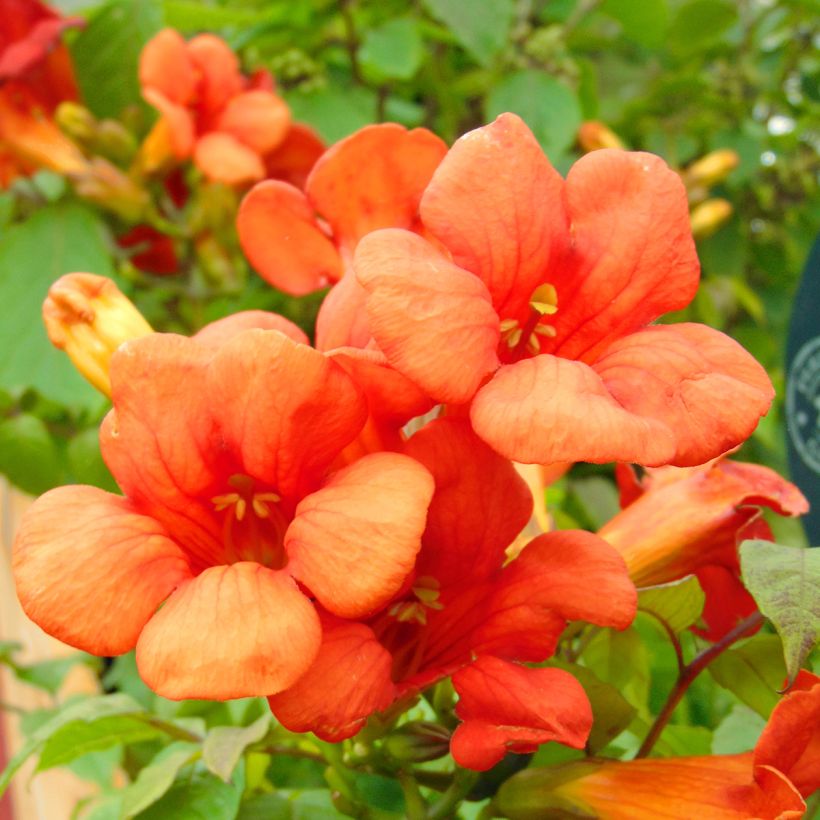 Campsis tagliabuana Summer Jazz Fire - Große Klettertrompete (Blüte)