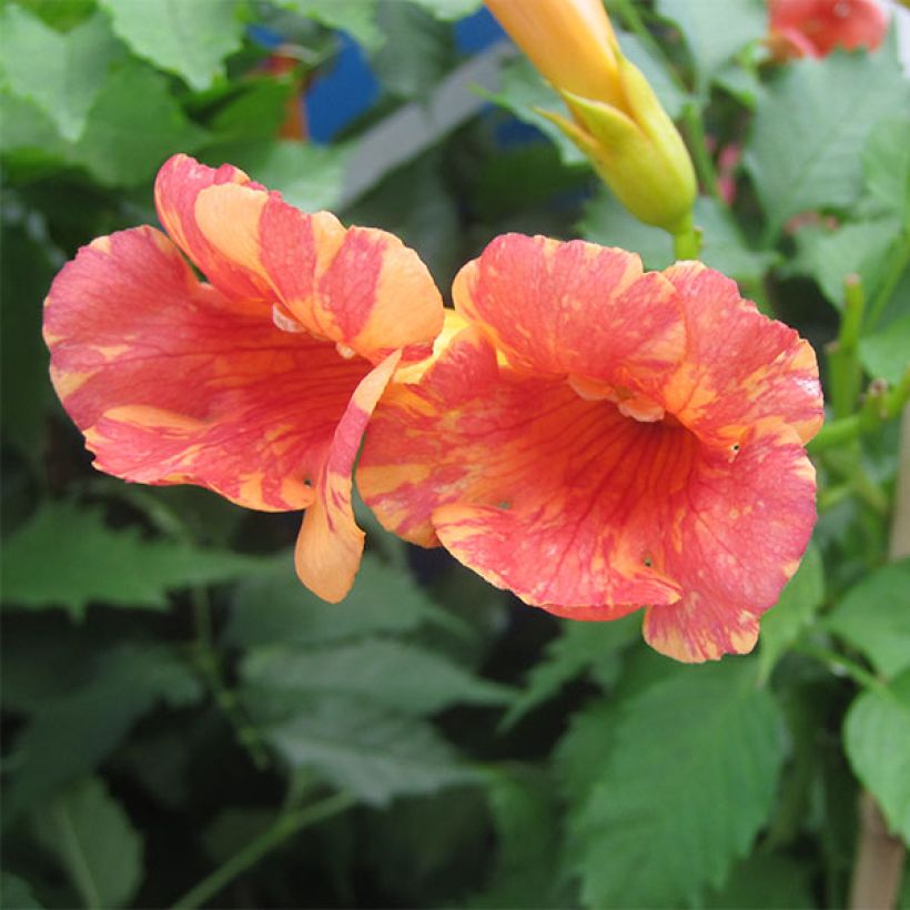 Campsis tagliabuana Orangeade - Große Klettertrompete (Blüte)
