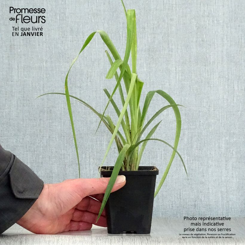 Exemplar von Billbergia nutans - Zimmerhanf Kleine Töpfe von 7/8 cm wie im Winter geliefert