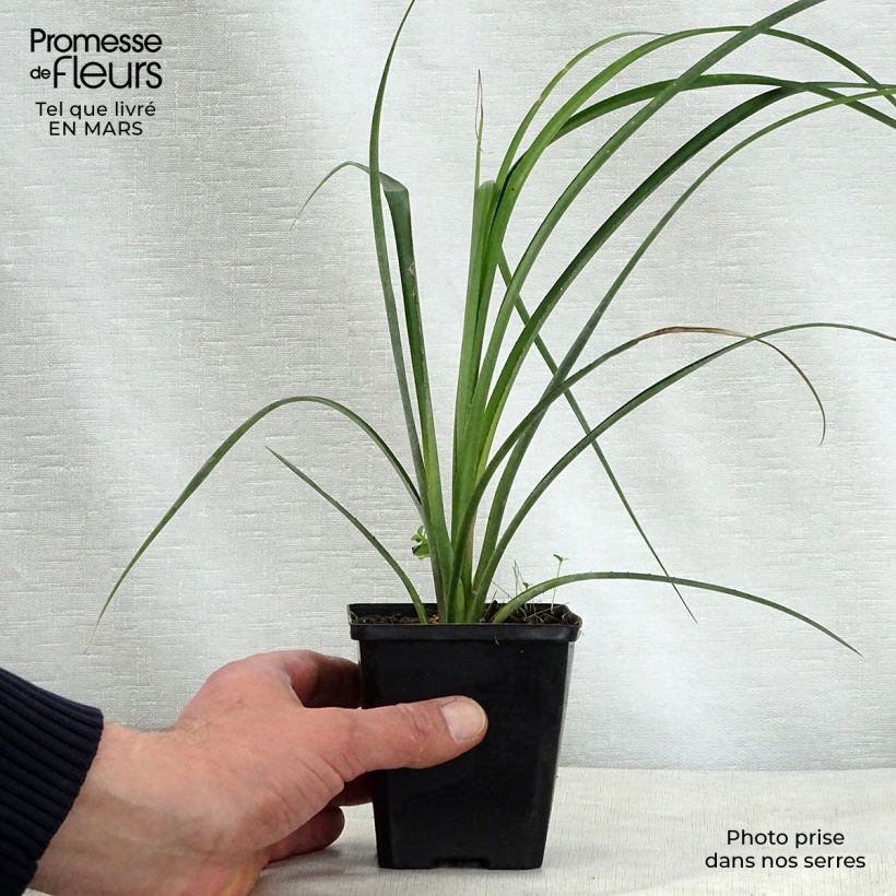 Exemplar von Billbergia nutans - Zimmerhanf Kleine Töpfe von 7/8 cm wie im Frühjahr geliefert