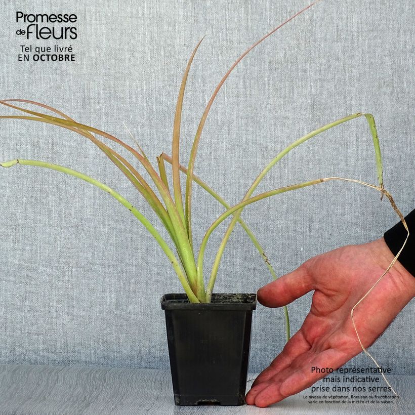 Exemplar von Billbergia nutans - Zimmerhanf Kleine Töpfe von 7/8 cm wie im Herbst geliefert