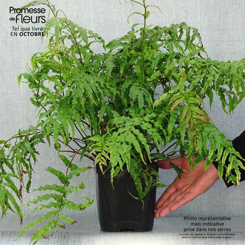 Exemplar von Blechnum novae-zelandiae - Neuseeland-Kammfarn Topf mit 3L/4L wie im Herbst geliefert