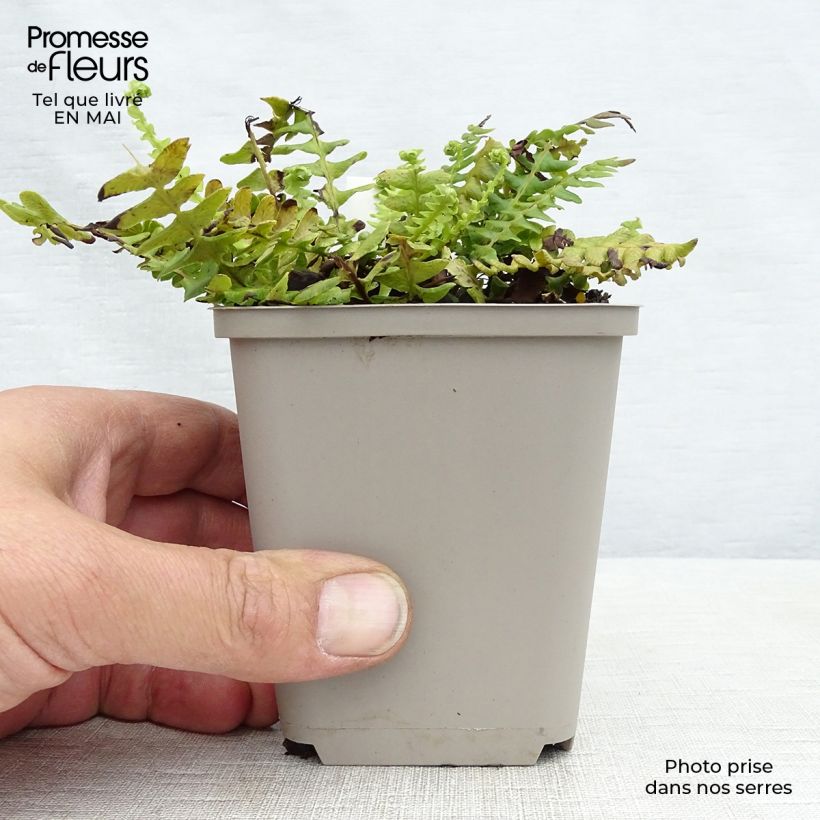 Exemplar von Blechnum spicant - Rippenfarn Kleine Töpfe von 8/9 cm wie im Frühjahr geliefert