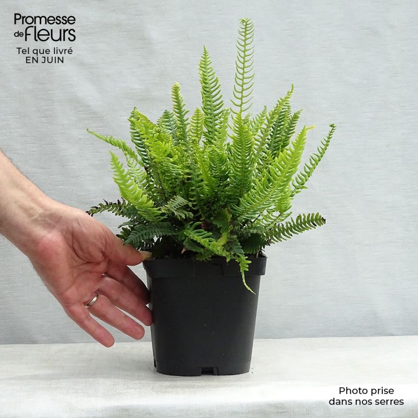 Exemplar von Blechnum spicant - Rippenfarn Kleine Töpfe von 8/9 cm wie im Sommer geliefert
