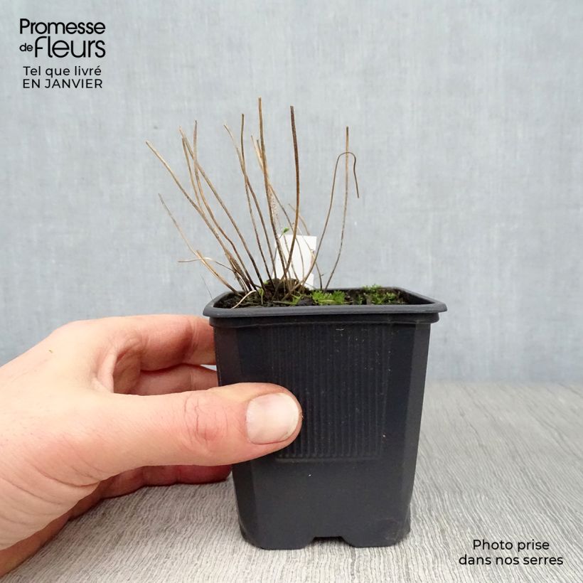 Exemplar von Blechnum spicant - Rippenfarn Kleine Töpfe von 8/9 cm wie im Winter geliefert