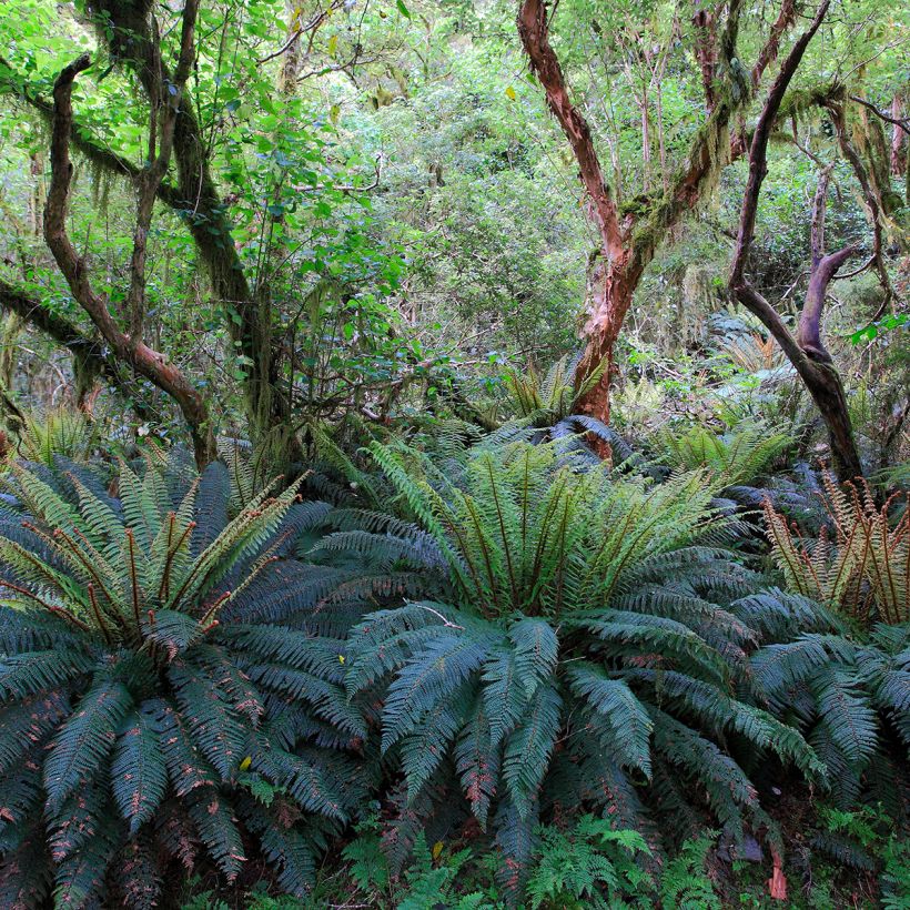 Blechnum discolor (Hafen)