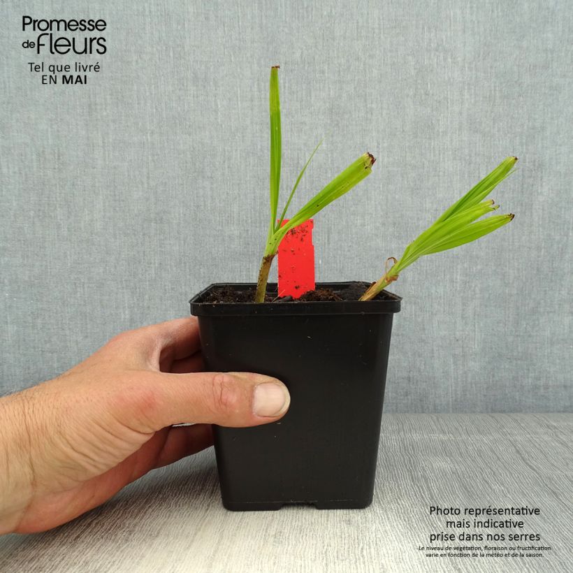 Exemplar von Bletilla striata Kuchi-beni - Japanorchidee Kleine Töpfe von 8/9 cm Kaliber/Größe I wie im Frühjahr geliefert