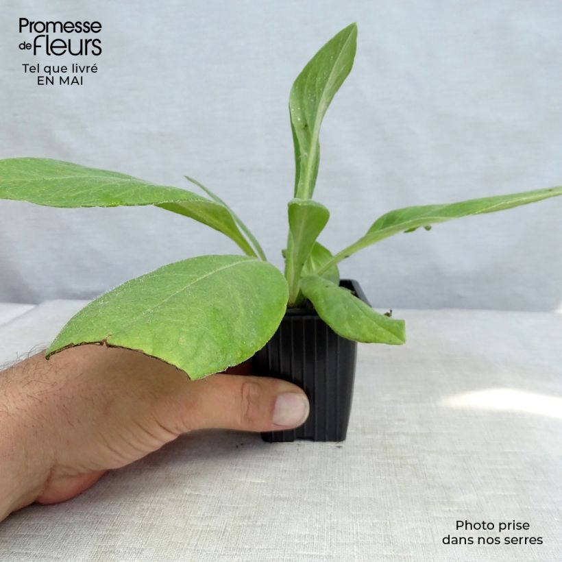 Exemplar von Berg-Flockenblume - Centaurea montana Kleine Töpfe von 7/8 cm wie im Frühjahr geliefert