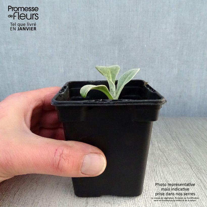 Exemplar von Berg-Flockenblume - Centaurea montana Kleine Töpfe von 7/8 cm wie im Winter geliefert